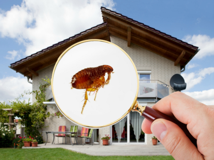 abrazo Isla Stewart Conversacional Dapquim - ¿Cómo eliminar las pulgas y garrapatas del jardín y el hogar?  Recomendaciones para tus clientes"